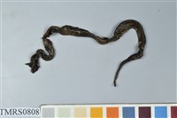 藏品(菊池氏龜殼花)的圖片